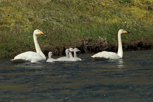 Whooper Hattyúk Csibékkel Cygnus Cygnus Izland — Stock Fotó