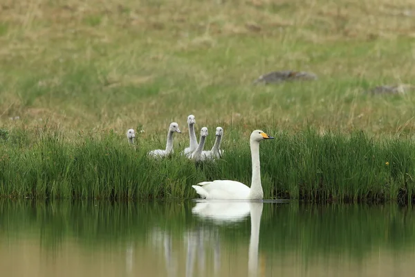 Whooper Hattyúk Csibékkel Cygnus Cygnus Izland — Stock Fotó