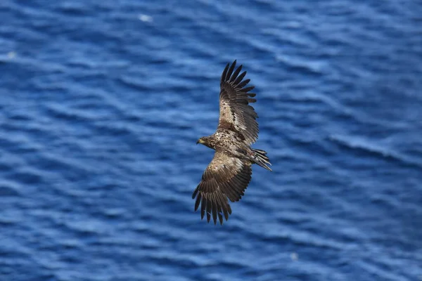 Vitstjärtad Havsörn Haliaeetus Albicilla Den Naturliga Livsmiljön Norge — Stockfoto