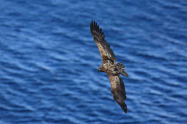 Білохвостий Морський Орел Haliaeetus Albicilla Природному Середовищі Норвегії — стокове фото