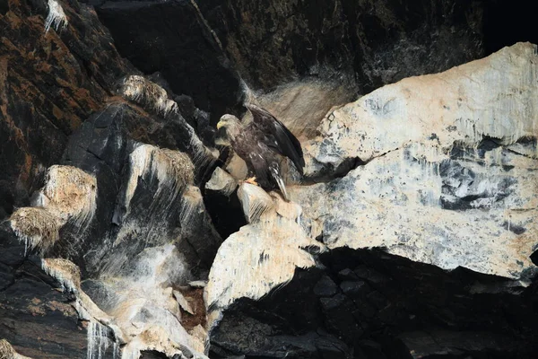 Білохвостий Морський Орел Haliaeetus Albicilla Природному Середовищі Норвегії — стокове фото