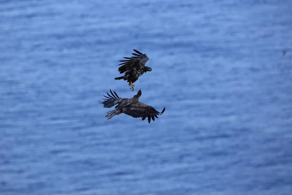 Águia Mar Cauda Branca Haliaeetus Albicilla Habitat Natural Noruega — Fotografia de Stock