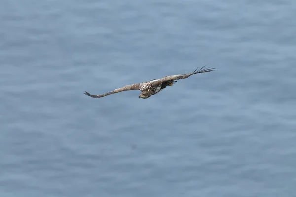 Θαλάσσιος Αετός Λευκή Ουρά Haliaeetus Albicilla Στο Φυσικό Ενδιαίτημα Νορβηγία — Φωτογραφία Αρχείου