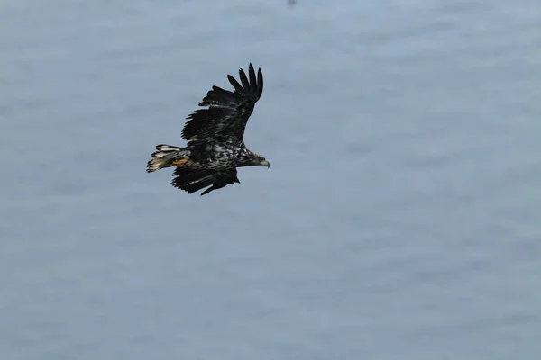 Vitstjärtad Havsörn Haliaeetus Albicilla Den Naturliga Livsmiljön Norge — Stockfoto