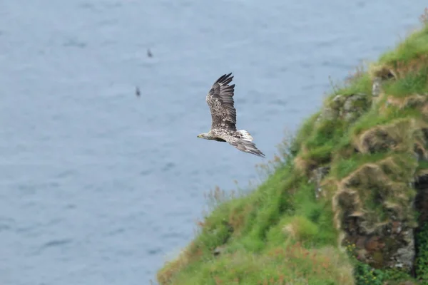 Mar Cola Blanca Águila Haliaeetus Albicilla Hábitat Natural Noruega — Foto de Stock