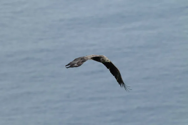 Mar Cola Blanca Águila Haliaeetus Albicilla Hábitat Natural Noruega — Foto de Stock