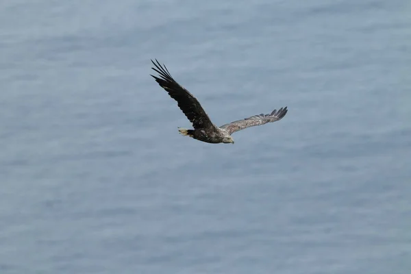 Білохвостий Морський Орел Haliaeetus Albicilla Природному Середовищі Норвегії — стокове фото