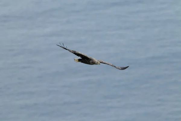 Vitstjärtad Havsörn Haliaeetus Albicilla Den Naturliga Livsmiljön Norge — Stockfoto