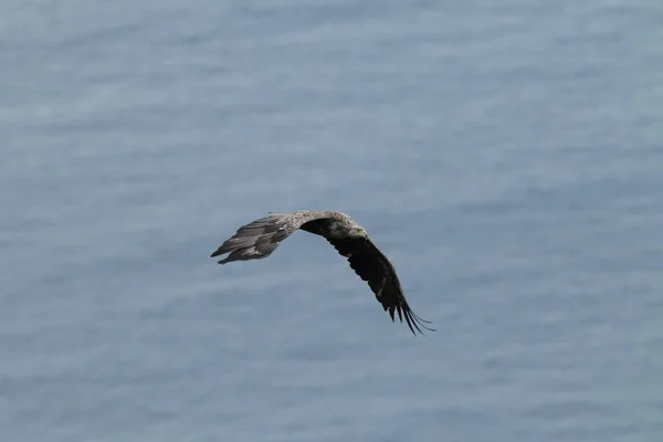 Білохвостий Морський Орел Haliaeetus Albicilla Природному Середовищі Норвегії — стокове фото