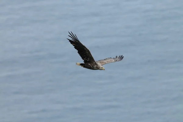 Beyaz Kuyruklu Deniz Kartalı Haliaeetus Albicilla Norveç Doğal Ortamında — Stok fotoğraf