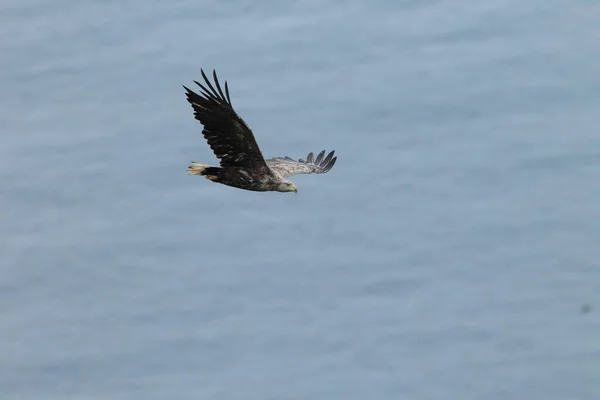 Θαλάσσιος Αετός Λευκή Ουρά Haliaeetus Albicilla Στο Φυσικό Ενδιαίτημα Νορβηγία — Φωτογραφία Αρχείου