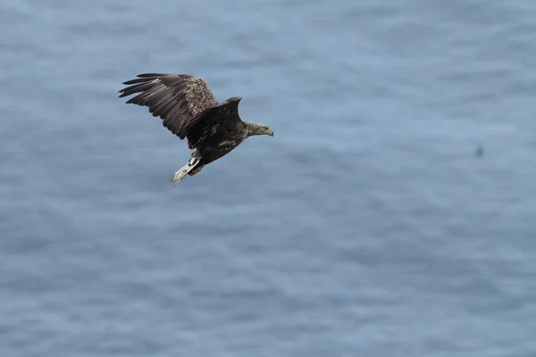 Белохвостый Морской Орел Haliaeetus Albicilla Естественной Среде Обитания Норвегии — стоковое фото