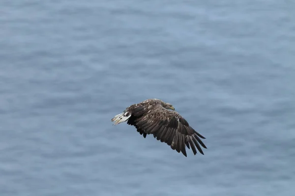 Белохвостый Морской Орел Haliaeetus Albicilla Естественной Среде Обитания Норвегии — стоковое фото