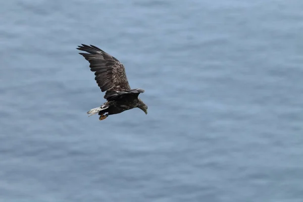 White Tailed Sea Eagle Haliaeetus Albicilla Natural Habitat Norway — Stock Photo, Image