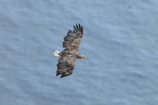 Vitstjärtad Havsörn Haliaeetus Albicilla Den Naturliga Livsmiljön Norge — Stockfoto