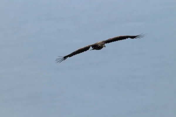 挪威自然栖息地的白尾海鹰 Haliaeetus Albicilla — 图库照片