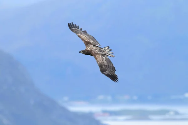 挪威自然栖息地的白尾海鹰 Haliaeetus Albicilla — 图库照片