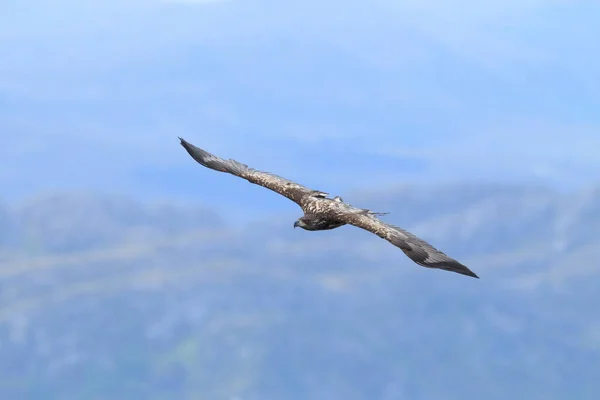 Zeearend Haliaeetus Albicilla Natuurlijke Habitat Noorwegen — Stockfoto