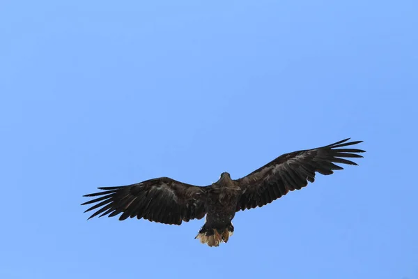 Θαλάσσιος Αετός Λευκή Ουρά Haliaeetus Albicilla Στο Φυσικό Ενδιαίτημα Νορβηγία — Φωτογραφία Αρχείου