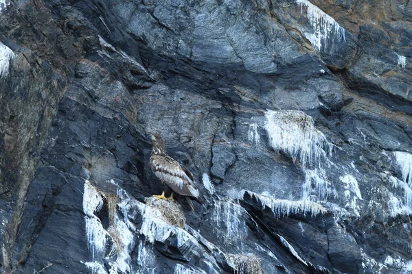 Білохвостий Морський Орел Haliaeetus Albicilla Природному Середовищі Норвегії — стокове фото