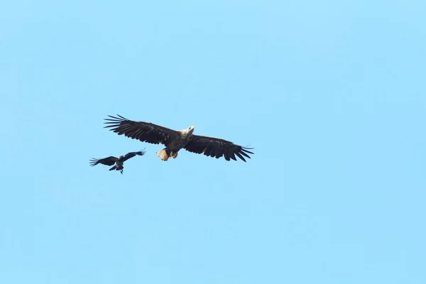 Orel Běloocasý Haliaeetus Albicilla Přírodním Stanovišti Norsko — Stock fotografie