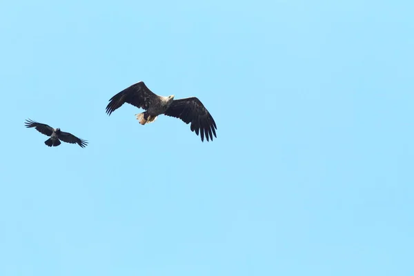 Θαλάσσιος Αετός Λευκή Ουρά Haliaeetus Albicilla Στο Φυσικό Ενδιαίτημα Νορβηγία — Φωτογραφία Αρχείου