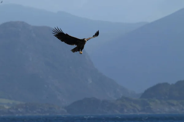 Águia Mar Cauda Branca Haliaeetus Albicilla Habitat Natural Noruega — Fotografia de Stock