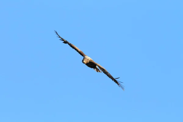 Beyaz Kuyruklu Deniz Kartalı Haliaeetus Albicilla Norveç Doğal Ortamında — Stok fotoğraf