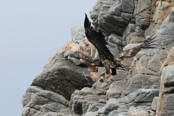 Águia Mar Cauda Branca Haliaeetus Albicilla Habitat Natural Noruega — Fotografia de Stock