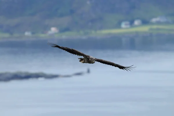 노르웨이의 서식지에 독수리 Haliaeetus Albicilla — 스톡 사진