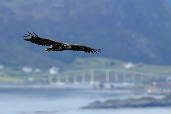 Águia Mar Cauda Branca Haliaeetus Albicilla Habitat Natural Noruega — Fotografia de Stock