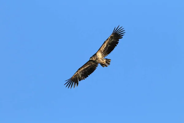 挪威自然栖息地的白尾海鹰 Haliaeetus Albicilla — 图库照片