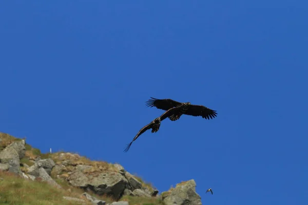 Θαλάσσιος Αετός Λευκή Ουρά Haliaeetus Albicilla Στο Φυσικό Ενδιαίτημα Νορβηγία — Φωτογραφία Αρχείου