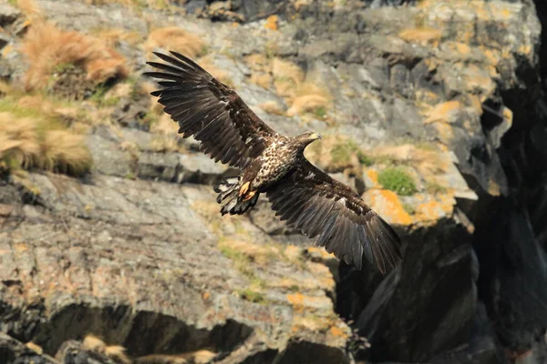 노르웨이의 서식지에 독수리 Haliaeetus Albicilla — 스톡 사진