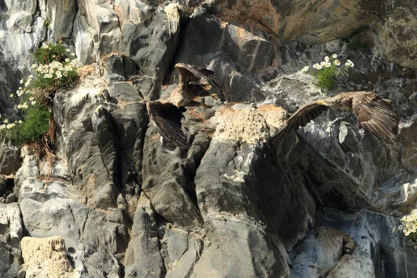 Aquila Mare Dalla Coda Bianca Haliaeetus Albicilla Nell Habitat Naturale — Foto Stock