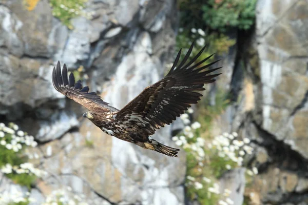 挪威自然栖息地的白尾海鹰 Haliaeetus Albicilla — 图库照片