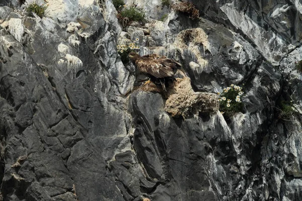 Білохвостий Морський Орел Haliaeetus Albicilla Природному Середовищі Норвегії — стокове фото