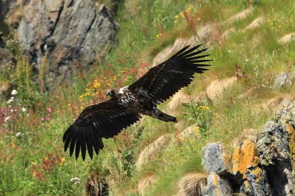 Mar Cola Blanca Águila Haliaeetus Albicilla Hábitat Natural Noruega — Foto de Stock