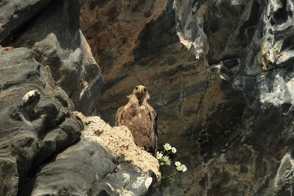 노르웨이의 서식지에 독수리 Haliaeetus Albicilla — 스톡 사진