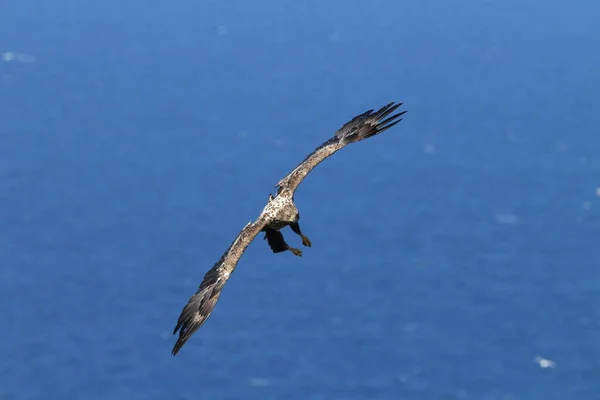 Fehérfarkú Sas Haliaeetus Albicilla Norvégia Természetes Élőhelyén — Stock Fotó