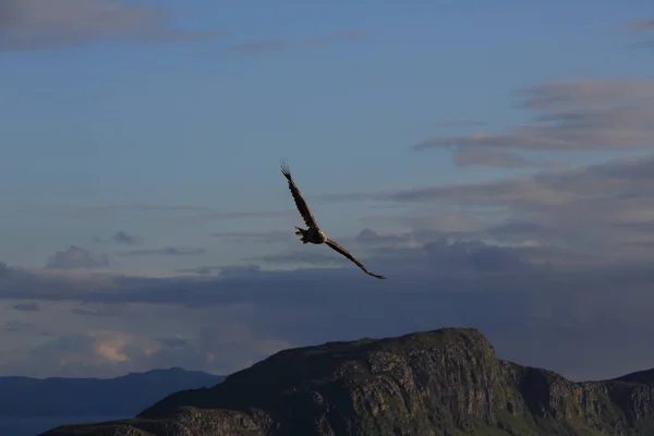 Mar Cola Blanca Águila Haliaeetus Albicilla Hábitat Natural Noruega —  Fotos de Stock