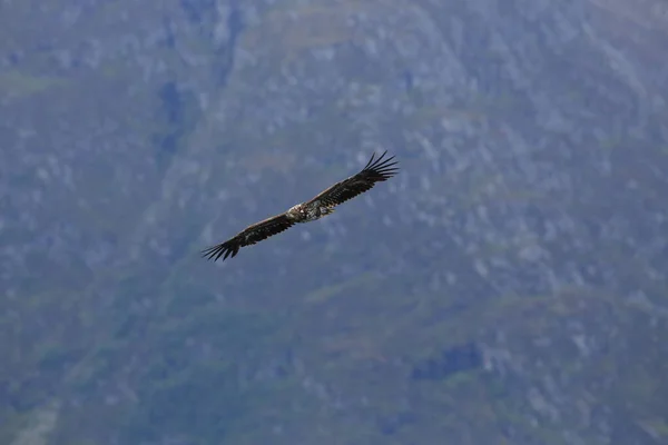 天然生息地ノルウェーの白尾ワシ Haliaeethalbiilla — ストック写真