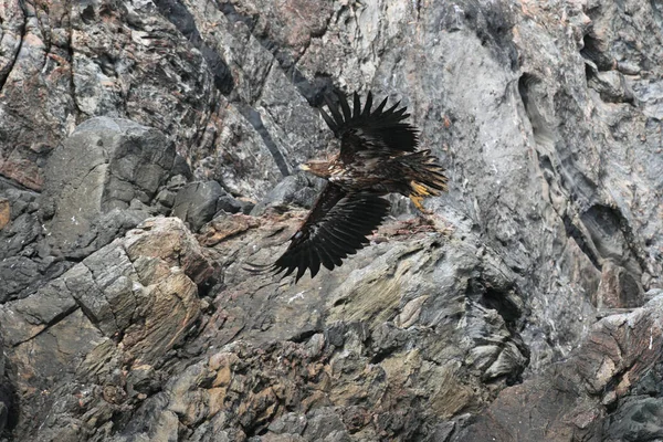 挪威自然栖息地的白尾海鹰 Haliaeetus Albicilla — 图库照片