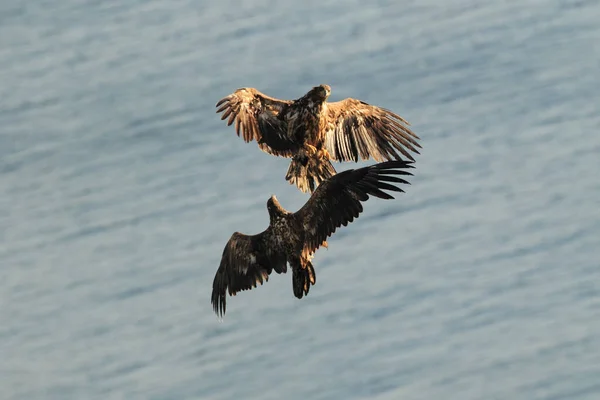 Білохвостий Морський Орел Haliaeetus Albicilla Природному Середовищі Норвегії — стокове фото