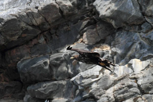 Aquila Mare Dalla Coda Bianca Haliaeetus Albicilla Nell Habitat Naturale — Foto Stock