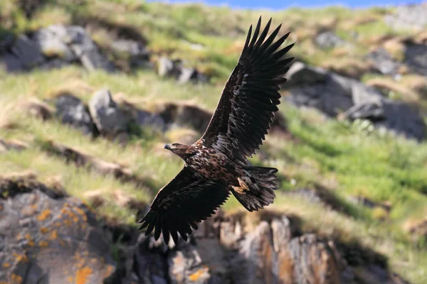 Mar Cola Blanca Águila Haliaeetus Albicilla Hábitat Natural Noruega — Foto de Stock