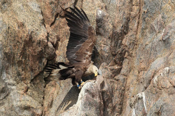 노르웨이의 서식지에 독수리 Haliaeetus Albicilla — 스톡 사진