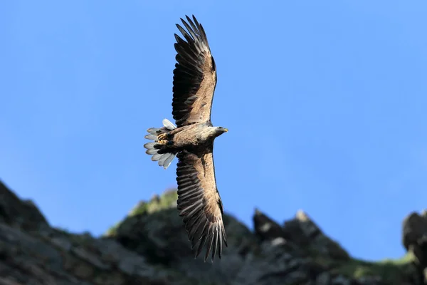 Beyaz Kuyruklu Deniz Kartalı Haliaeetus Albicilla Norveç Doğal Ortamında — Stok fotoğraf