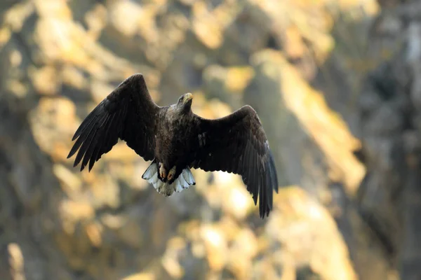 Orel Běloocasý Haliaeetus Albicilla Přírodním Stanovišti Norsko — Stock fotografie