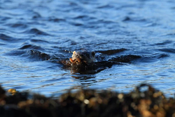 Loutre Eurasienne Sur Côte Nordique — Photo